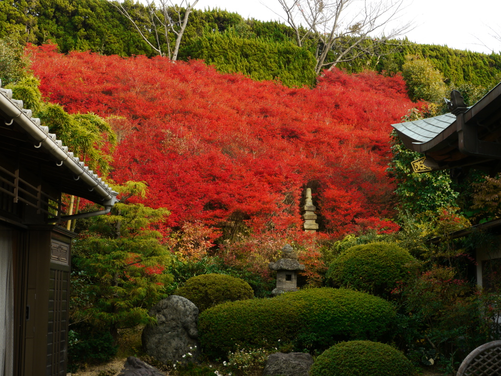 ドウダンツツジ　永昌寺１