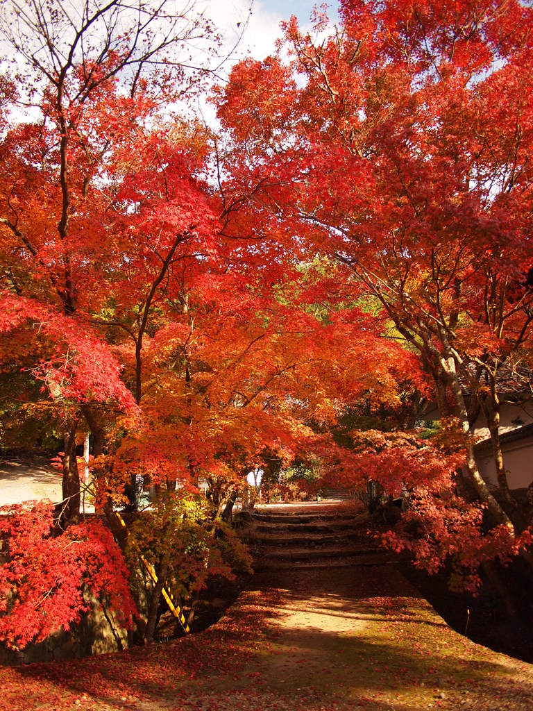 紅葉　蓮花寺１