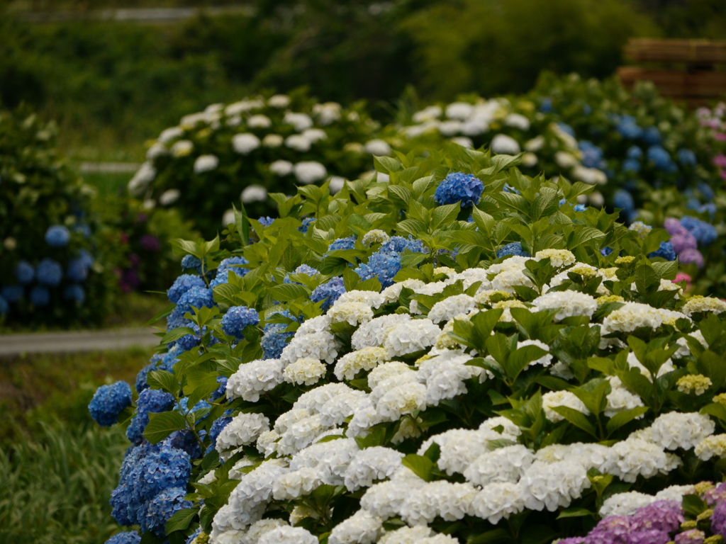 紫陽花１３