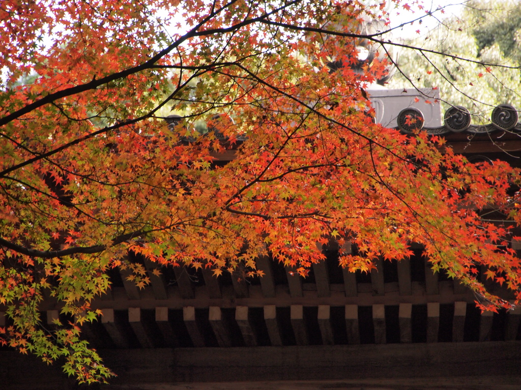 蓮花寺　兵庫 三木