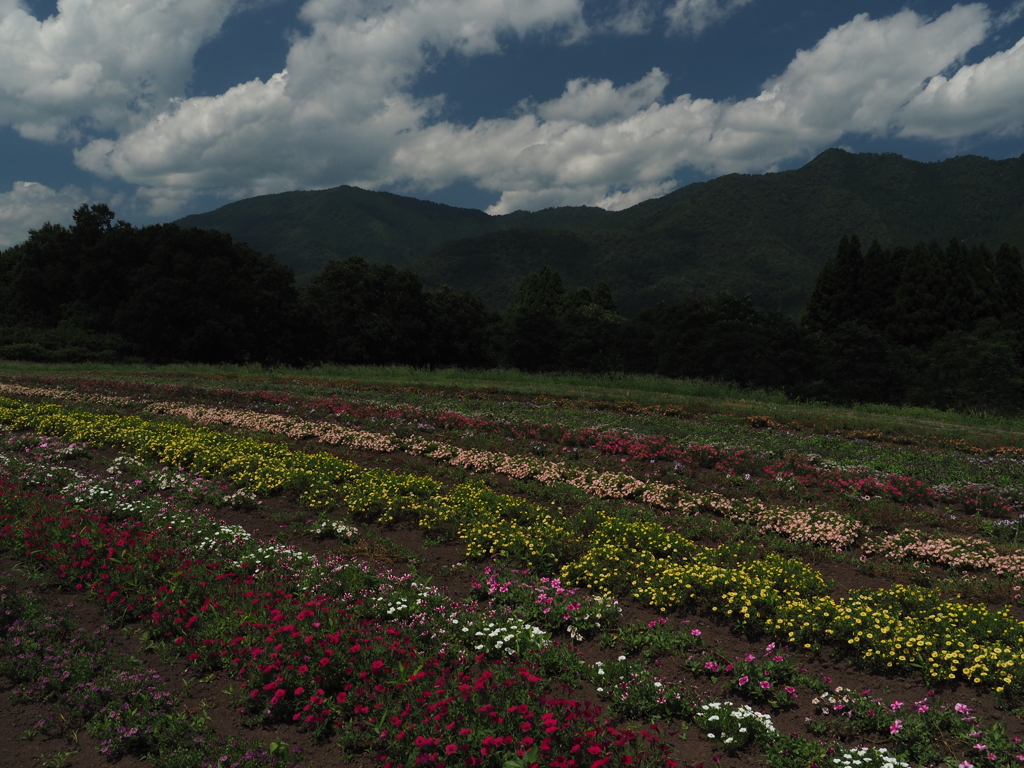 夜久野高原花畑２　和田山 兵庫