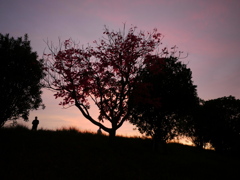 晩秋 夕景