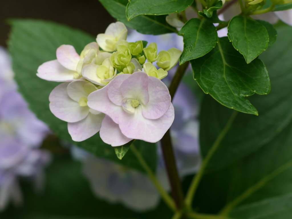 加古川　花の寺円照１０　