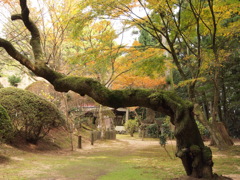 常隆寺　兵庫淡路　手前は枝垂桜の木