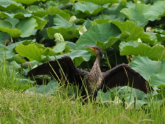 ウッ？ 不忍池