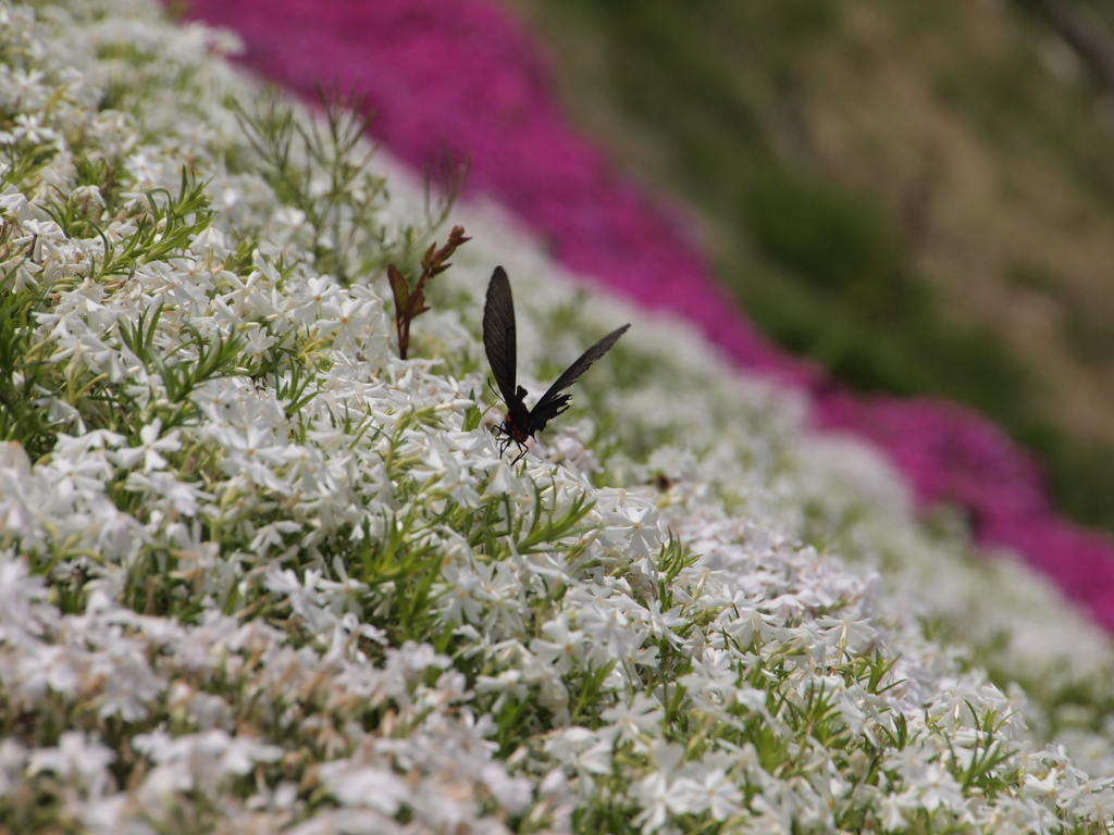 芝桜
