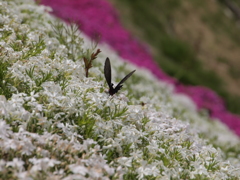 芝桜