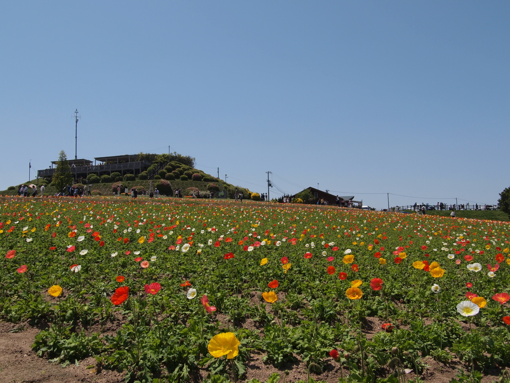 あわじ花さじき６　ポピー