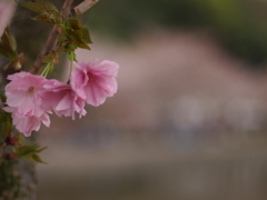 八重桜２