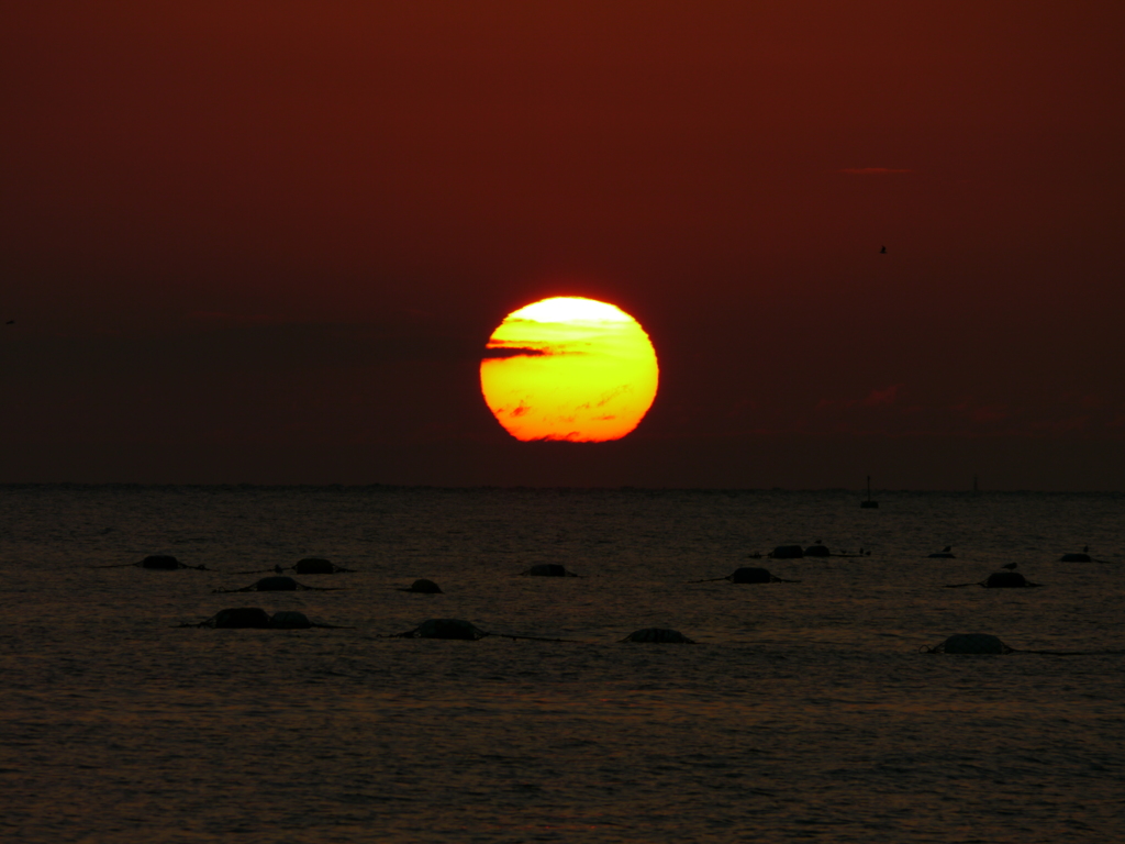 夕日５　だるまにならず