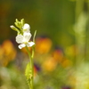 葉大根の花