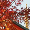 須磨寺１　神戸