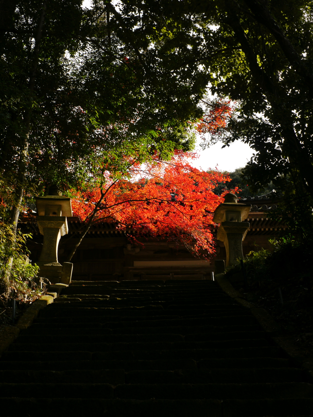 紅葉　田舎４