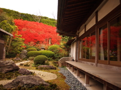 ドウダンツツジ　永昌寺２