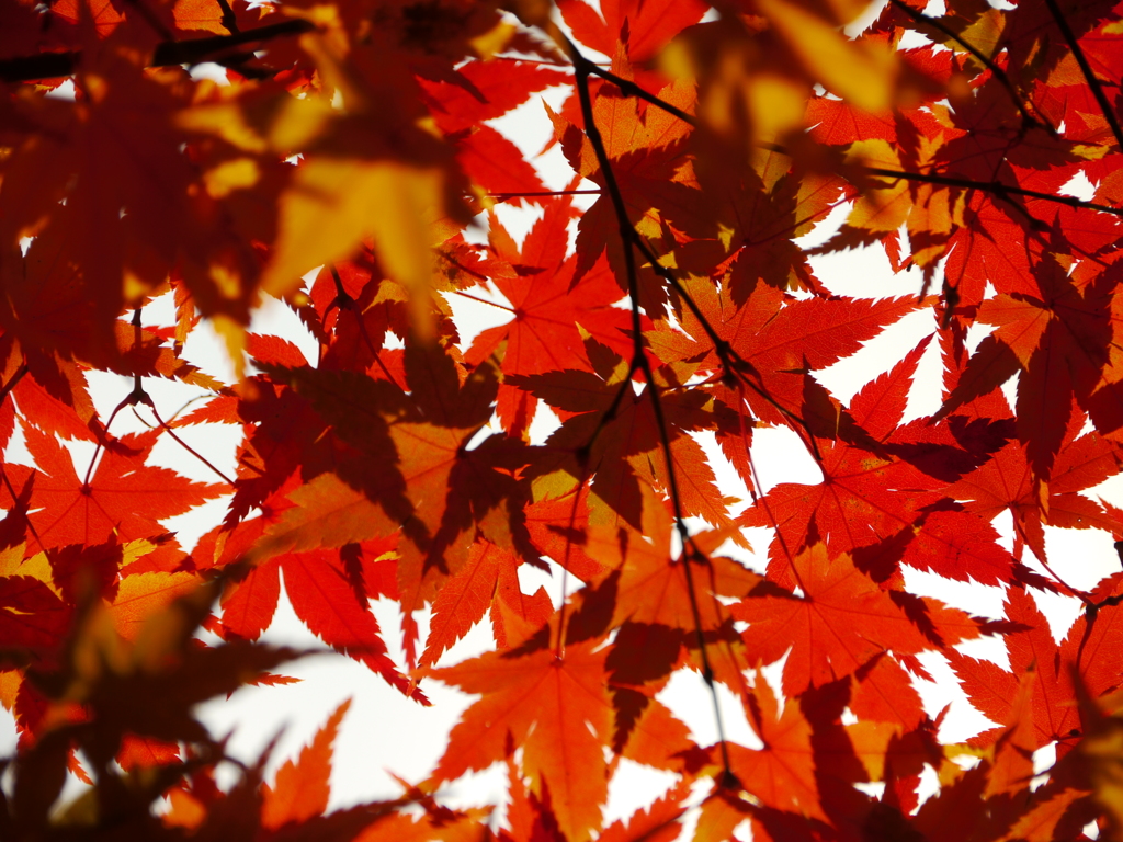 紅葉　蓮花寺３