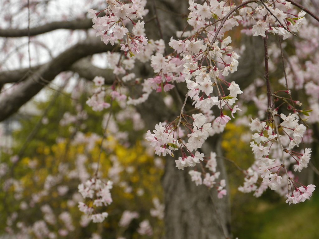 枝垂桜1