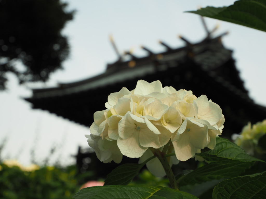 白山神社1　文京区