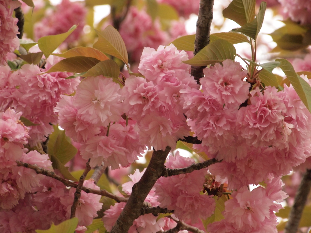 八重桜