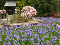 多聞寺　かきつばた１