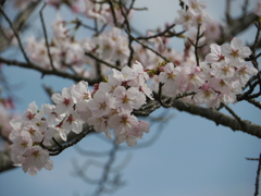 さくらの森公園 兵庫 稲美１