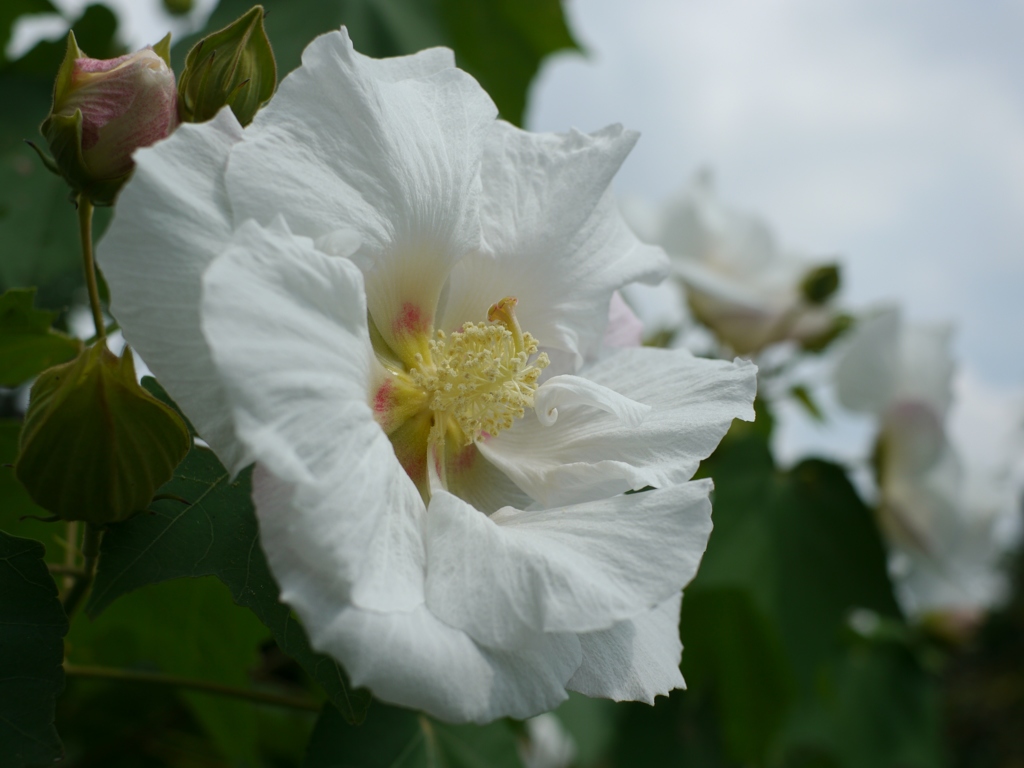 加古川 花の寺円照寺 酔芙蓉２