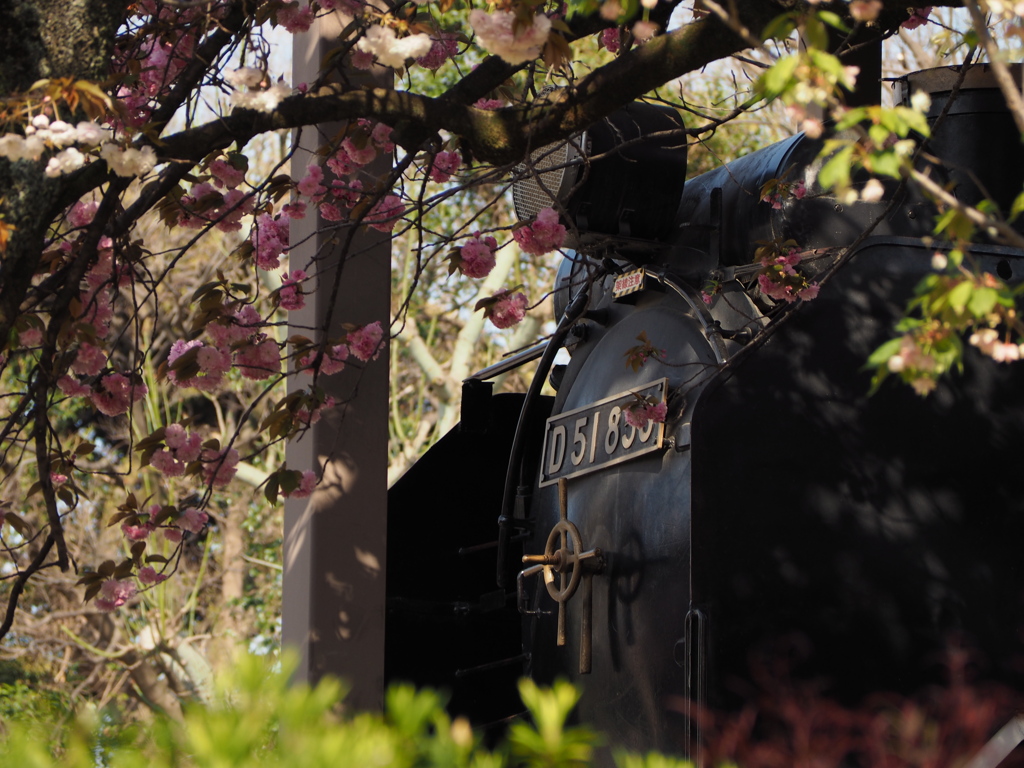 八重桜２