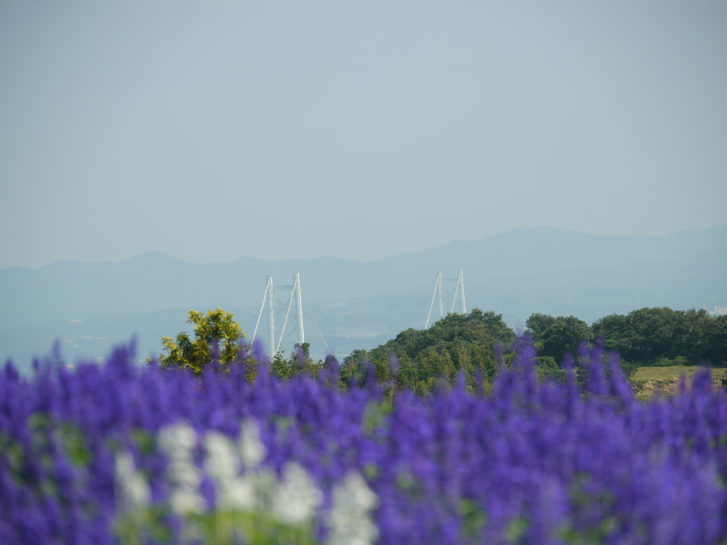 サルビア　あわじ花さじきから明石海峡大橋