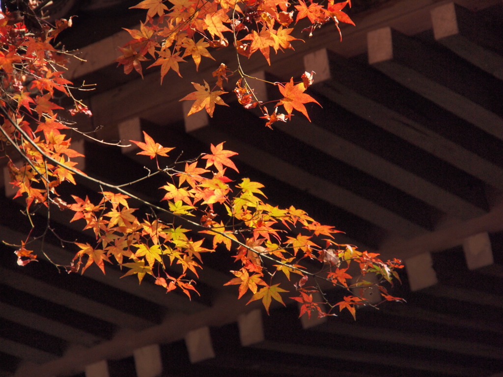 蓮花寺　兵庫三木３