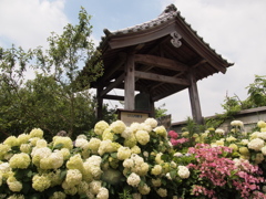 紫陽花 円照寺 加古川