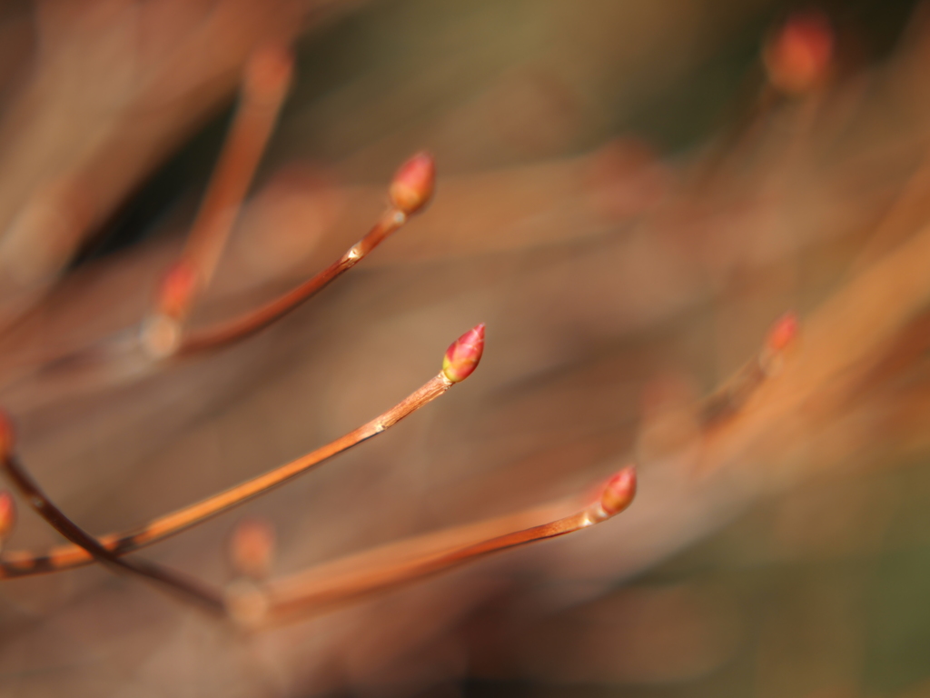 芽吹く