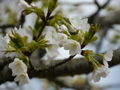 さくらの森公園 兵庫 稲美２