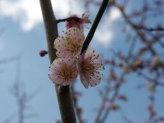 三姉妹　雌岡山　神戸市西区３