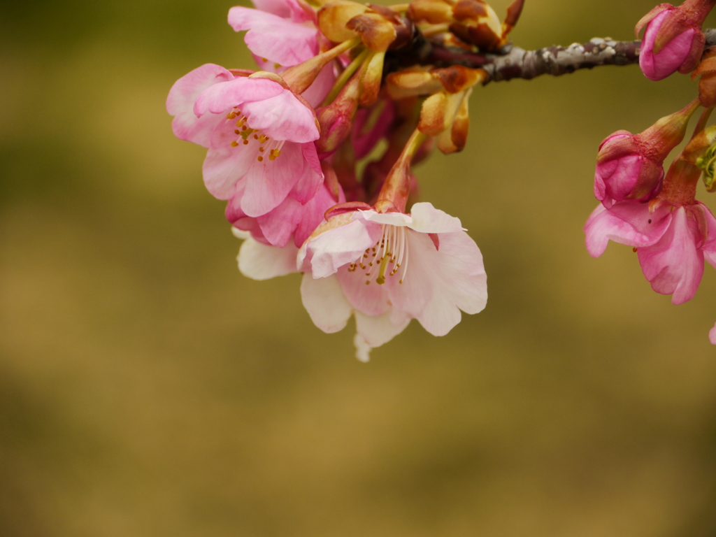 河津桜２