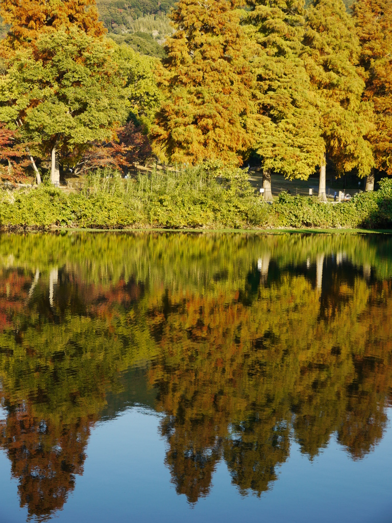 紅葉はもう一息２