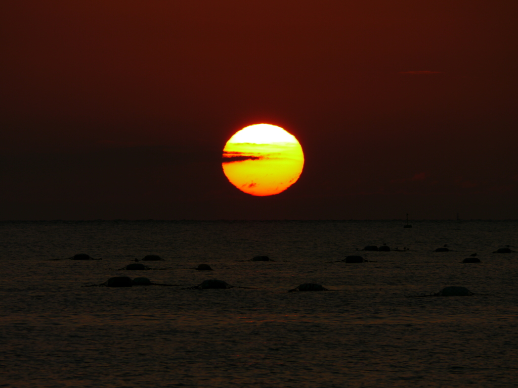 夕日４