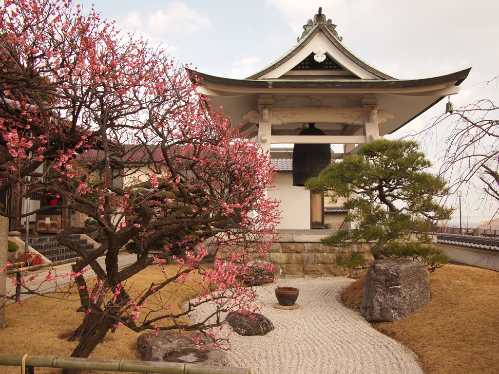 人麿山 月照寺　八ツ房の梅４