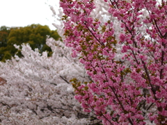 八重桜　ソメイヨシノ１