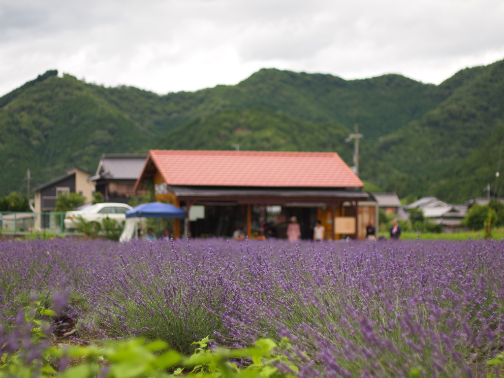 ラベンダーファーム多可