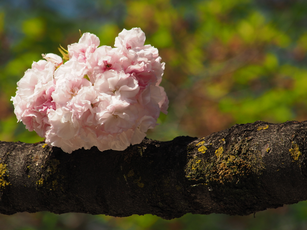 桜６