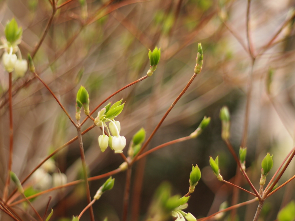 どうだんつつじの新芽と花