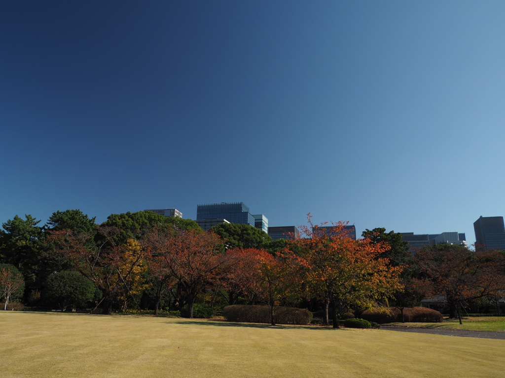 紅葉　都会２