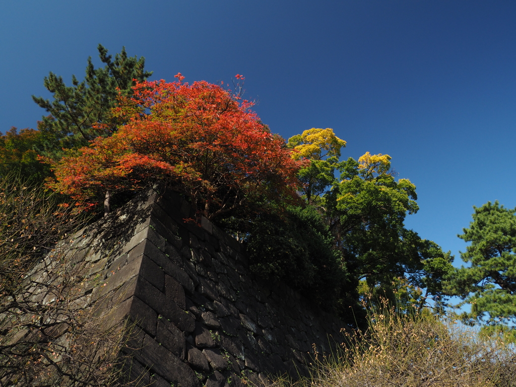 紅葉　都会３