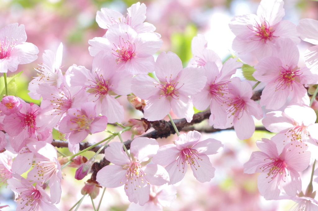 河津桜
