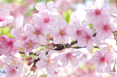 河津桜