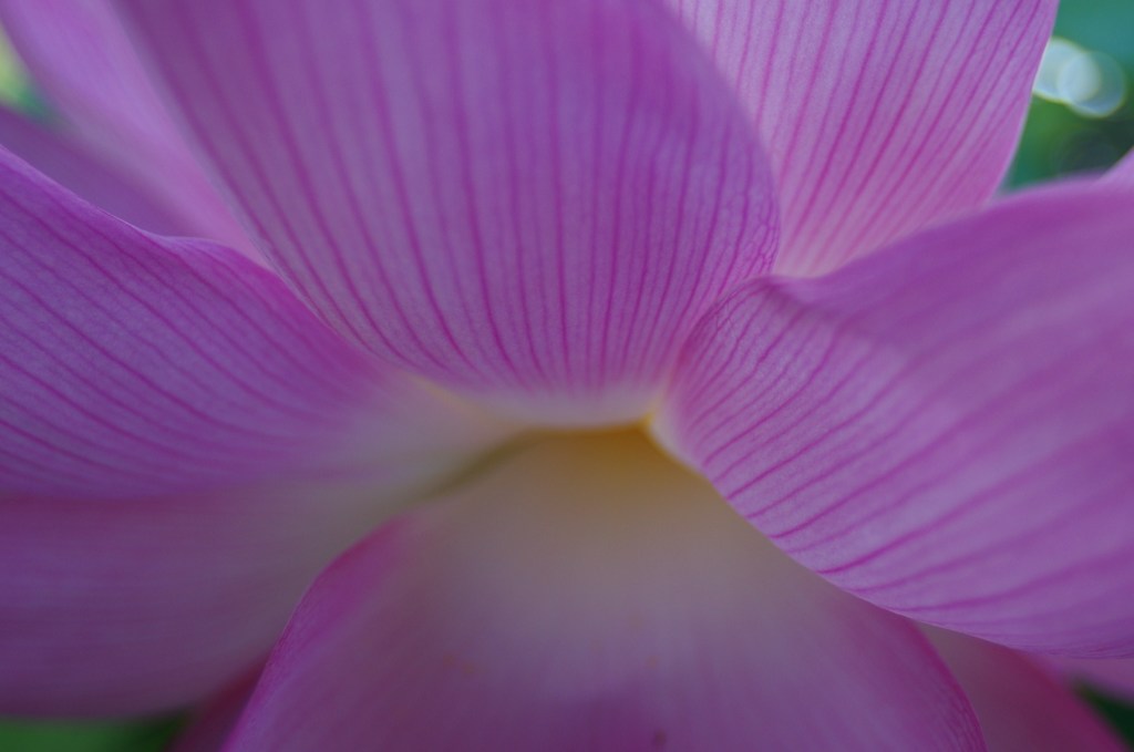 花弁