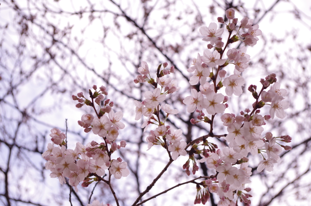 桜