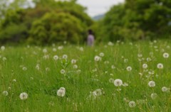 spring