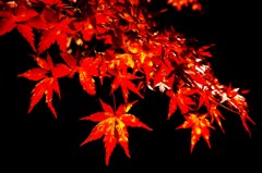 紅