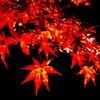 紅