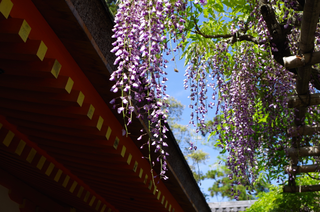 春日大社